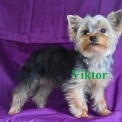 Chiot Yorkshire Terrier sans pedigree – prix 1000 €.