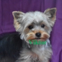 Chiot Yorkshire Terrier sans pedigree – prix 1000 €.