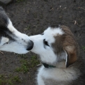 Chien Alaskan Malamute proposé par l’élevage Familial.