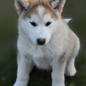 Alaskan Malamute disponible en Moselle