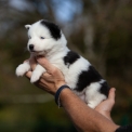 Chiot Laika de Yakoutie de race LOF avec pedigree  adopter.