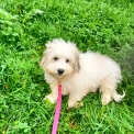 Chien Bichon Havanais proposé par l’élevage la ferme des Carons.