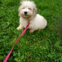 Chien Bichon Havanais proposé par l’élevage la ferme des Carons.