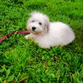 Chiot d'apparence de race Bichon Havanais  adopter.