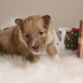 Chiot Colley Shetland sans pedigree – prix 1300 €.