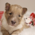 Chien Colley Shetland proposé par l’élevage Domaine des terres lorginoise.