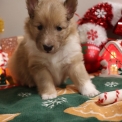 Chien Colley Shetland proposé par l’élevage Domaine des terres lorginoise.