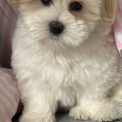 Cette petite femelle Coton de Tulear propose  l'achat est ne le 27/08/2024.