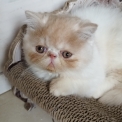 Chaton Exotic Shorthair à adopter au prix de 1200 €