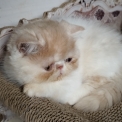 Exotic Shorthair disponible dans l'Aube