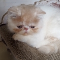 Chaton Exotic Shorthair de race – prix 1200 €.