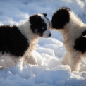 Chiot Laika de Yakoutie  vendre au prix de 1650  vaccin et identifi.