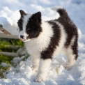 Chiot Laika de Yakoutie de race  prix 1650 .