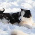 Chiot Laika de Yakoutie de race  en rgion Normandie.