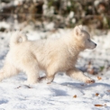 Chien Laika de Yakoutie proposée par l’élevage The Seven Kingdoms.
