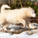 Laika de Yakoutie disponible dans le Calvados