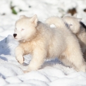 Chien Laika de Yakoutie proposée par l’élevage The Seven Kingdoms.