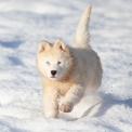Chien Laika de Yakoutie proposée par l’élevage The Seven Kingdoms.