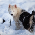 Chiot Laika de Yakoutie de race  en rgion Normandie.