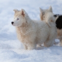 Chiot Laika de Yakoutie de race – prix 1650 €.