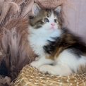 Maine Coon disponible en Eure-et-Loir