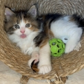 Chaton Maine Coon de race – prix 1750 €.