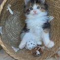 Chaton Maine Coon de race – prix 1750 €.