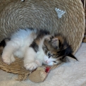 Chaton Maine Coon de race – prix 1750 €.