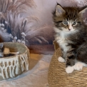 Maine Coon disponible en Eure-et-Loir