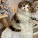 Chaton Maine Coon  vendre au prix de 1750  vaccin et identifi.