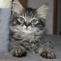 Chaton British Longhair de race – prix 1200 €.