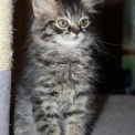 Chat British Longhair proposé par l’élevage Domaine du chemin du Paradis.