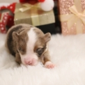 Chiot Berger américain miniature sans pedigree  en région Hauts-de-France.