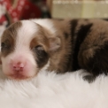 Chien Berger américain miniature proposé par l’élevage Domaine des terres lorginoise.