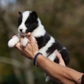 Chiot Laika de Yakoutie de race  en région Normandie.