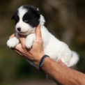 Chiot Laika de Yakoutie de race  en région Normandie.