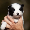 Chiot Laika de Yakoutie de race  en région Normandie.