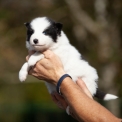 Chiot Laika de Yakoutie de race  en région Normandie.