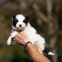 Chiot Laika de Yakoutie de race  en région Normandie.