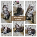 Chaton Maine Coon de race  prix 1200 .