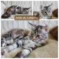 Maine Coon disponible en Indre-et-Loire