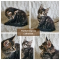 Chaton Maine Coon de race – prix 1300 €.