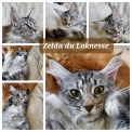 Chaton Maine Coon de race – prix 1000 €.