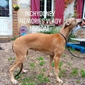 Chien Greyhound propose par llevage Inchydoney Memories.