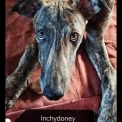 Chiot Greyhound  vendre au prix de 1800  vaccin et identifi.