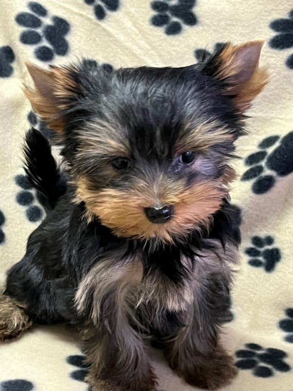 Petit mâle Yorkshire Terrier né le 25/09/2024 est proposé – vendu 1700 €.