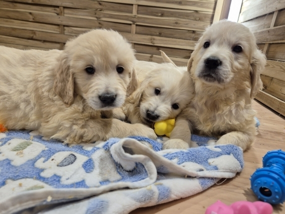 Petit mâle Golden Retriever né le 18/10/2024 est proposé – vendu 1000 €.