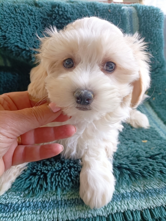 Petit mâle Coton de Tulear né le 26/10/2024 est proposé – vendu 1200 €.