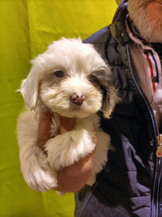 Petit mâle Bichon Havanais né le 09/10/2024 est proposé – vendu 1200 €.