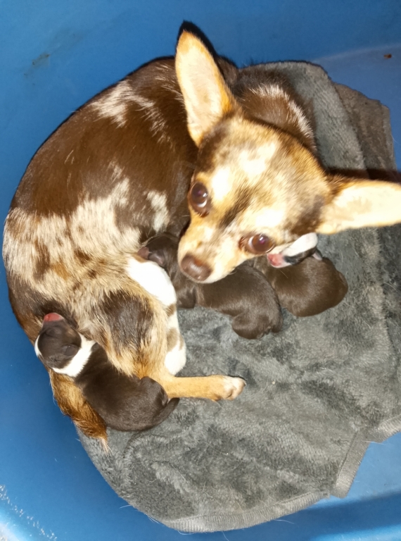 Petite femelle  née le 02/12/2025 est proposée – vendue 1100 €.